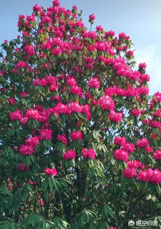 你知道中国百里杜鹃花都在哪里吗?