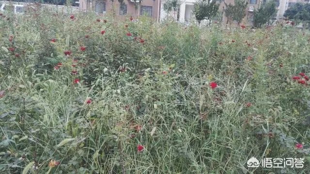 洛阳市有哪些知名小区