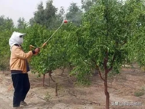 枣树管理要掌握哪些好的方法?