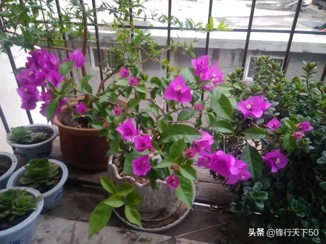瑞士三角梅为何不开花?