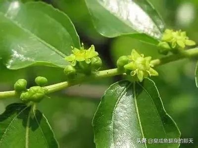 枣树管理要掌握哪些好的方法?