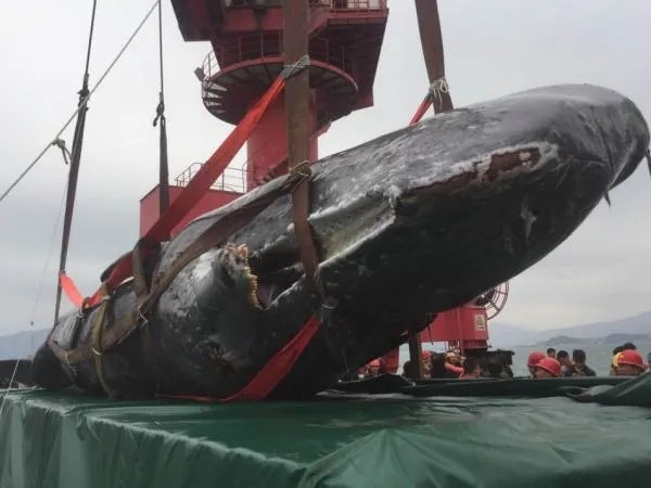 65吨的抹香鲸搁浅死亡,被做成标本,工程这么大需要耗费多少人力物力?