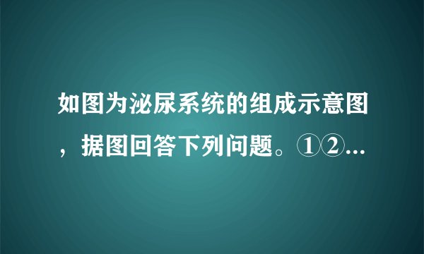 如图为泌尿系统的组成示意图，据图回答下列问题。①②③④(1)①___，它具有___的功能，②___，它具有___的功能，③___，具有___的功能，④___，具有___的功能。(2)人体排尿，不仅起到___的作用，而且对调节体内___和___的平衡，维持组织细胞的正常生理功能，也有重要作用。