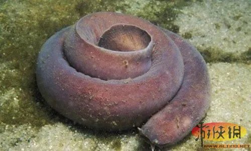 盘点全球新奇妙动物:紫色北极熊 海地长吻猬