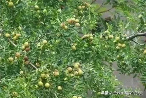 枣树管理要掌握哪些好的方法?
