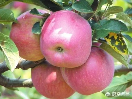 果树新品种是如何培育出来的？