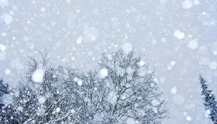 白灾是啥意思