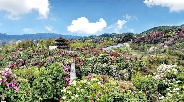 你知道中国百里杜鹃花都在哪里吗?