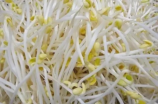 学校厨师用豆芽制作动画片,对他的行为你有何看法?