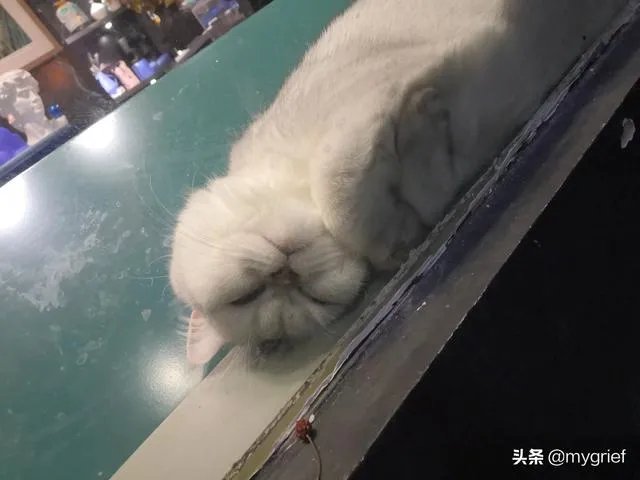 有没有搞笑的猫咪图片，分享一下？