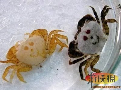 盘点全球新奇妙动物：紫色北极熊 海地长吻猬