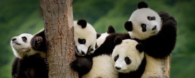 中国有多少只大熊猫 中国目前一共有多少只大熊猫