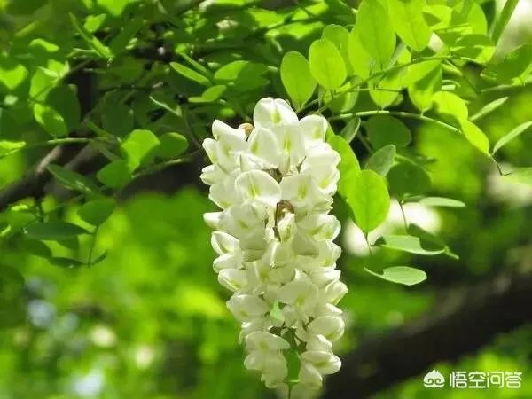 刺槐树有什么作用？