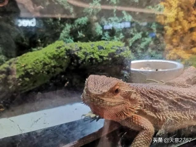 倒掉3次午餐员工将被开除?你对做法持何种态度?