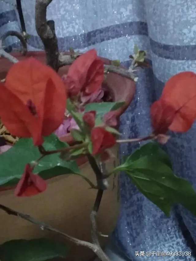 瑞士三角梅为何不开花?