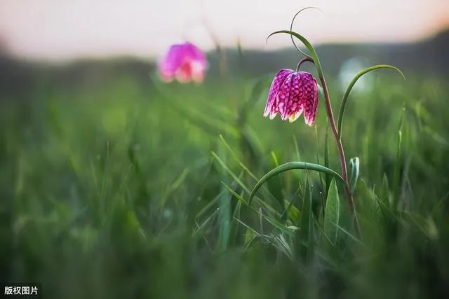 野生药材一定比种植药材好吗？