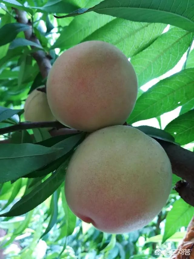 芒种是哪天?怎样算芒种?芒种是几月几日?