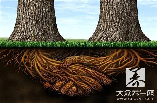 杨桃根有哪些功效作用?
