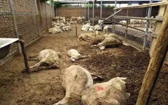 为什么说百只羊是吃毒大葱死亡的呢？