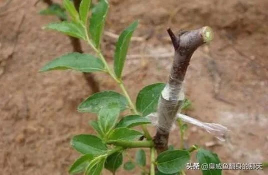 枣树管理要掌握哪些好的方法?