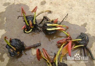 睡莲的养殖方法