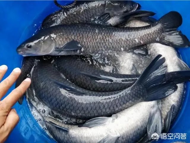 为什么很多农村集市上卖青鱼的都喜欢在鱼箱里撒一把瓜子?