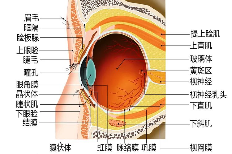 眼睛各个部位名称图解及作用