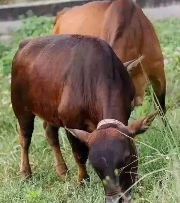 一头公牛和一头母牛打三个字是什么