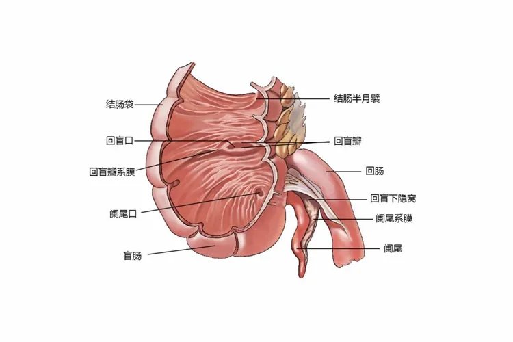 大肠结构图