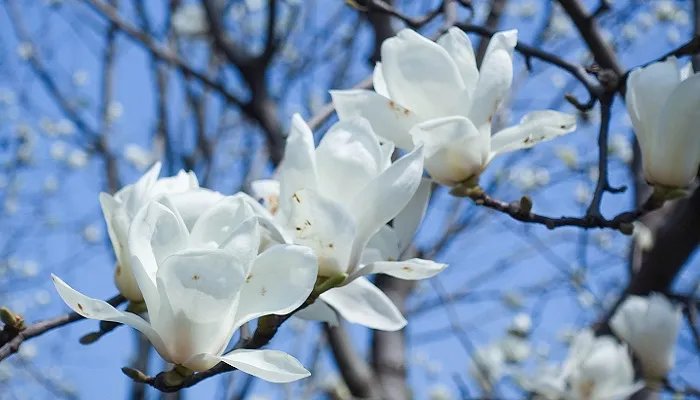 兰花叶子发黄怎么办 兰花叶子发黄怎么解决