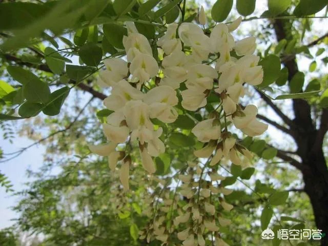 刺槐树有什么作用？
