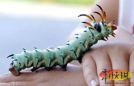 盘点全球新奇妙动物:紫色北极熊 海地长吻猬
