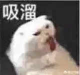 有没有搞笑的猫咪图片，分享一下？