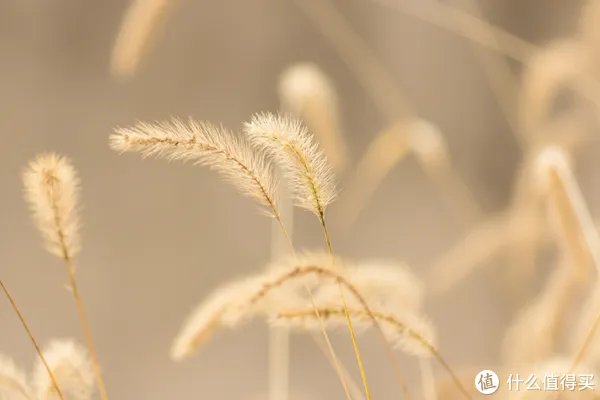开箱晒物系列 篇八:#晒单大赛#CANON 佳能 穷人三宝集齐(附样片)