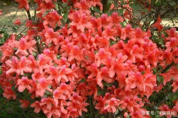 杜鹃花夏天怎么养呢？