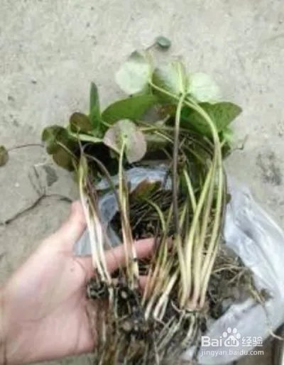 睡莲的养殖方法