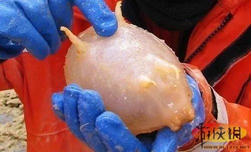 盘点全球新奇妙动物:紫色北极熊 海地长吻猬
