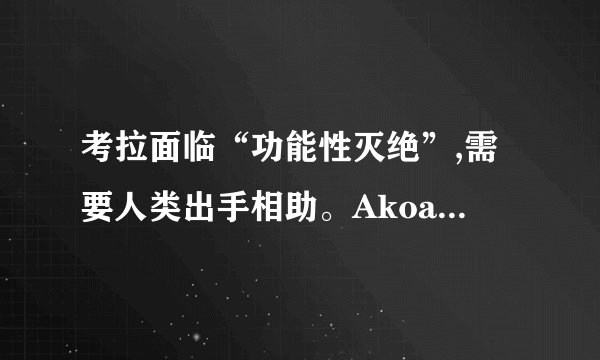 考拉面临“功能性灭绝”,需要人类出手相助。Akoalawaswateredafterbeingrescuedfromabushfire.