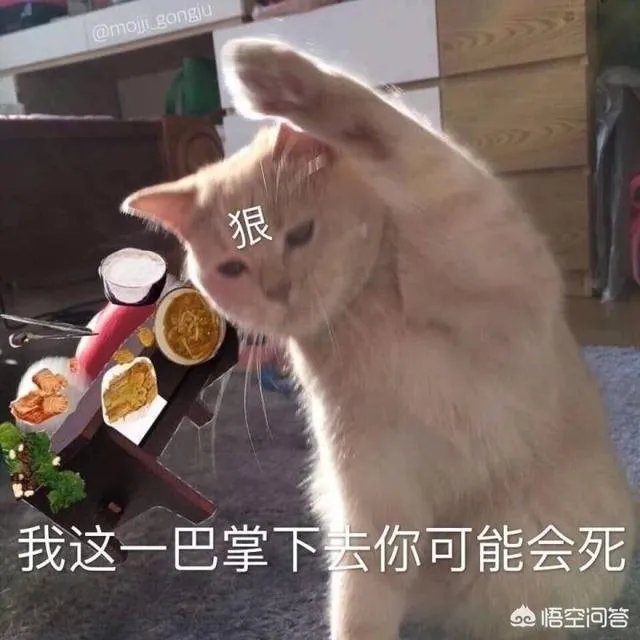 有没有搞笑的猫咪图片，分享一下？