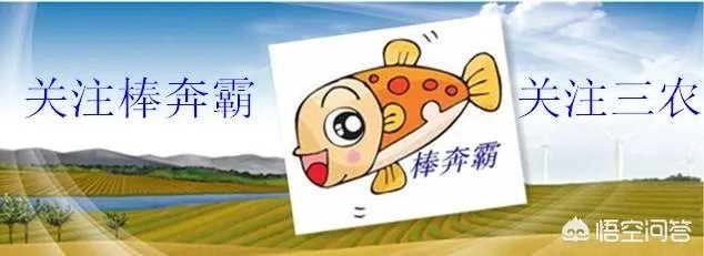 刺槐树有什么作用？