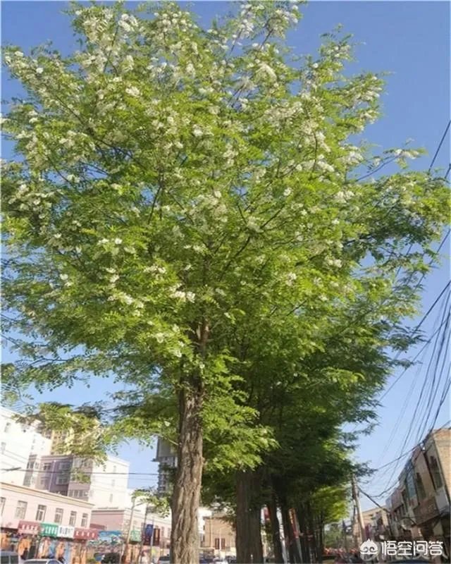 刺槐树有什么作用？
