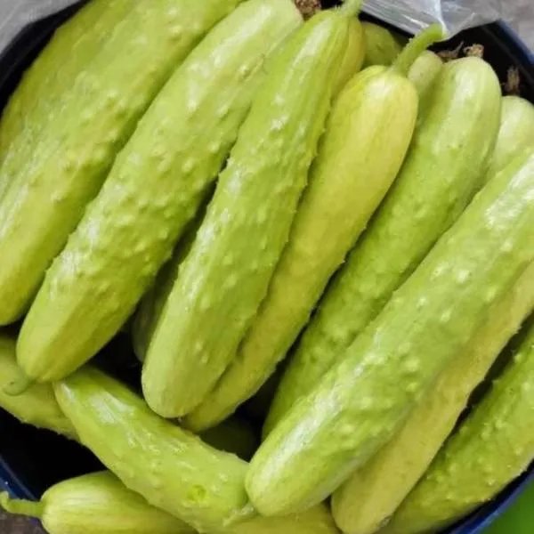 白黄瓜病虫害该怎么样处理?