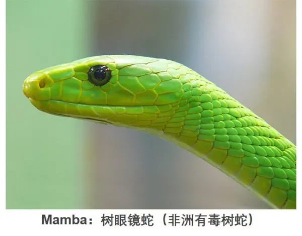 黑曼巴怎么拼