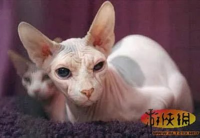 盘点全球新奇妙动物:紫色北极熊 海地长吻猬