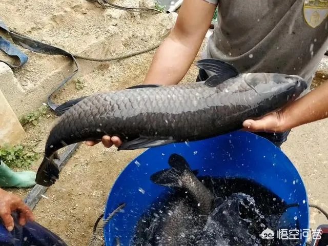 为什么很多农村集市上卖青鱼的都喜欢在鱼箱里撒一把瓜子?