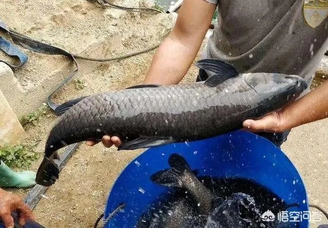 为什么很多农村集市上卖青鱼的都喜欢在鱼箱里撒一把瓜子?