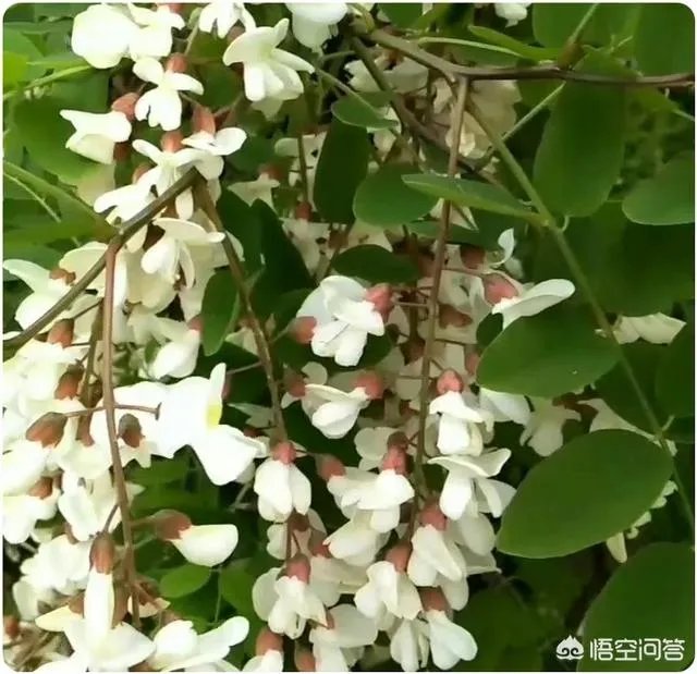 刺槐树有什么作用？
