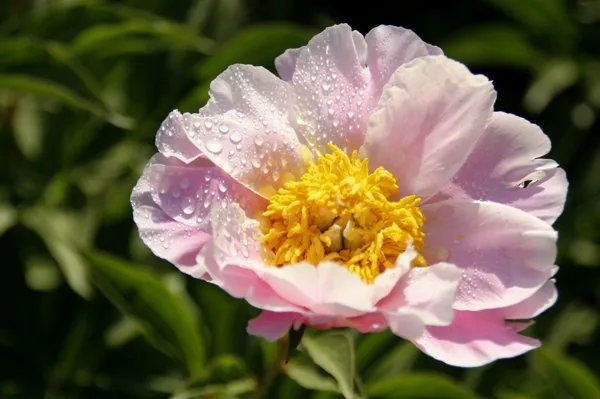 花能不能浇尿