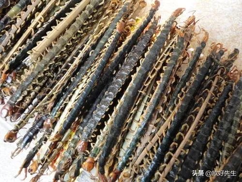 蜈蚣养殖前景如何,从哪几个方面开始?