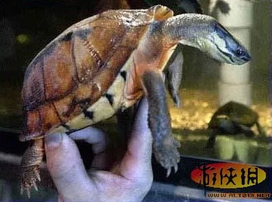 盘点全球新奇妙动物:紫色北极熊 海地长吻猬
